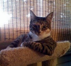 見栄っ張り