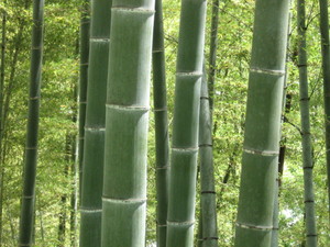 自由研究・前編