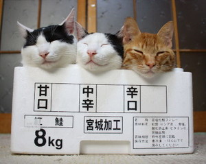 (猫話)お友達