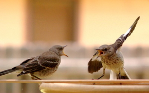 バカにしてます?