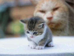 追い込まれてます