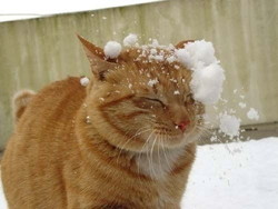 雪やこんこん