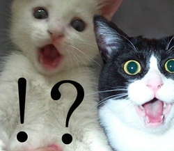 おいくらですか?