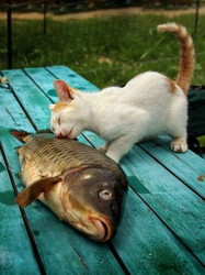 魚捌きの職人技