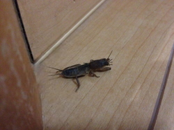 もしアレが丸ごと入ってたら