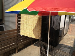夏の風物詩