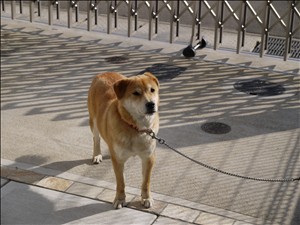 カワセミのうつわ登場! と犬