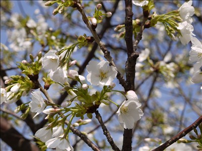 福岡お土産