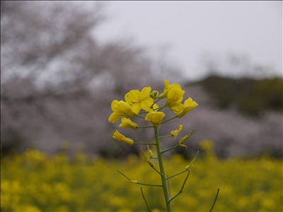 主役と脇役