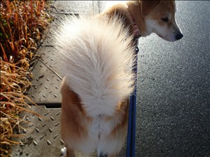 雨上がり