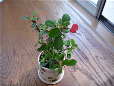 小さな花の運命