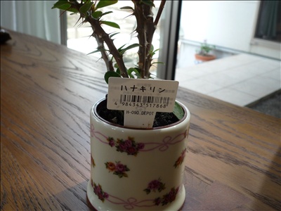 小さな花の運命