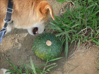 夏だーっ!
