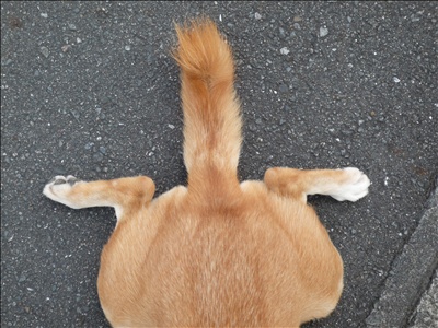 シンメトリー