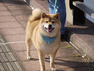 応援