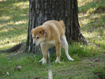 ほのめかす