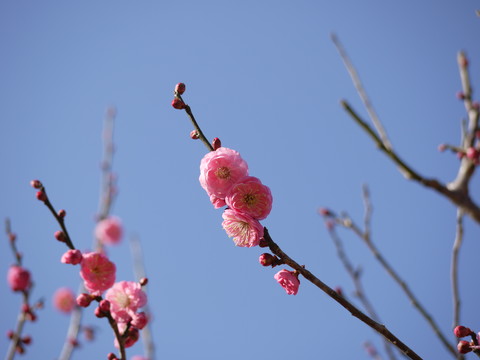 梅の花