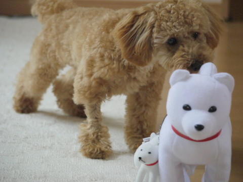 風のしらべ?&ソフトバンクのお父さん犬 。