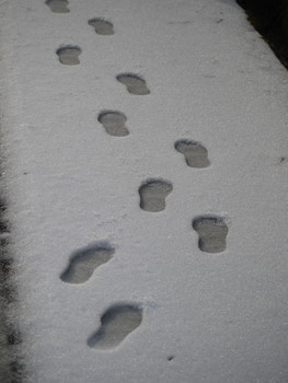 久しぶりの雪♪