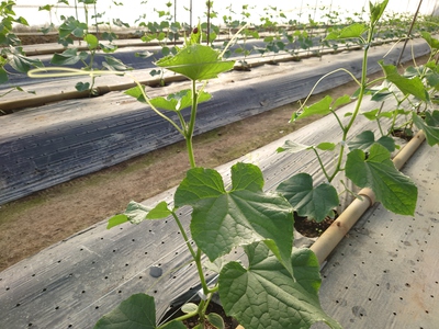 『明日から田植えです♪』