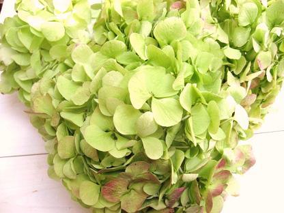 多肉植物が入荷しました。 多肉植物が入荷しました。