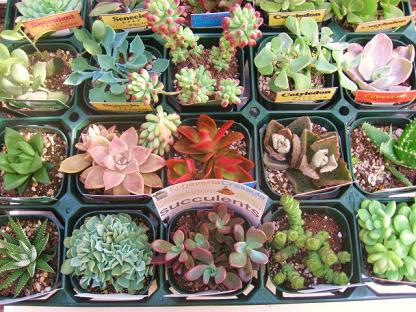 多肉植物が入荷しました。 多肉植物が入荷しました。