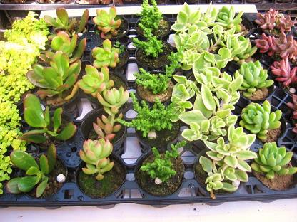 多肉植物が入荷しました。 多肉植物が入荷しました。