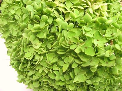 紫陽花アナベル 紫陽花アナベル