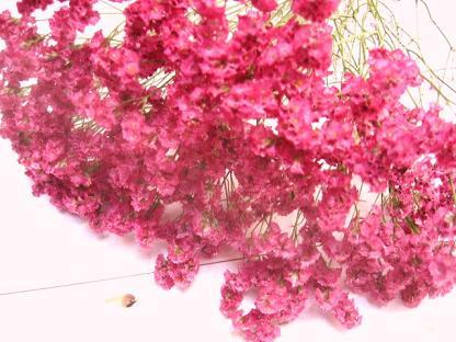 紫陽花アナベル 紫陽花アナベル