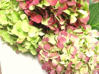 アンティーク紫陽花 アンティーク紫陽花