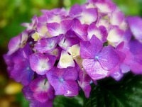 紫陽花♪
