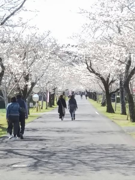 母智丘公園の桜並木