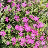 庭先の花