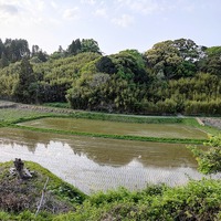 ウォーキング