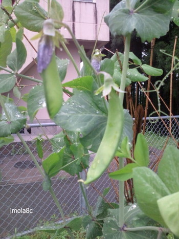 いつ食べごろ?
