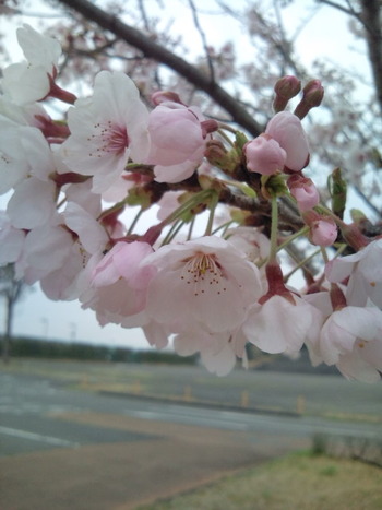 桜