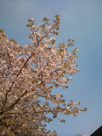桜もそろそろ