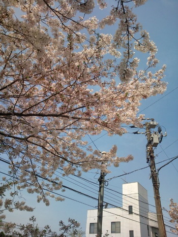桜もそろそろ
