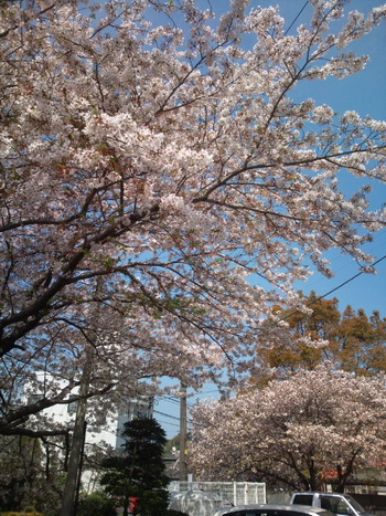 桜もそろそろ