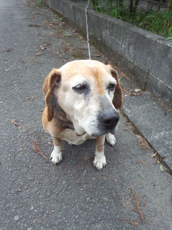 迷い犬の飼い主を探せ!