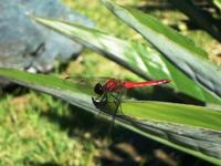 赤とんぼ‐Red Dragonfly