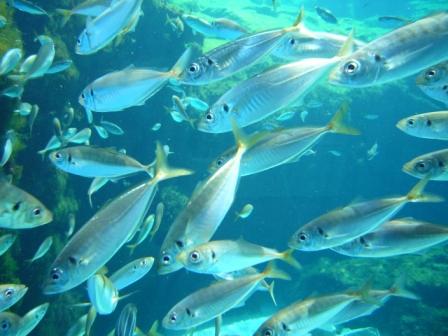 長崎水族館きらら　癒し③