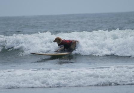 Surfing Dog♪♪