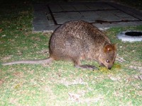 Quokka－カンガルーの仲間（ロットネス島②）