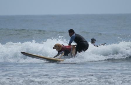 Surfing Dog♪♪