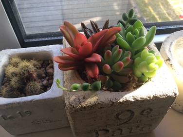 多肉の寄植教室いってきました♡