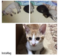 保護猫 地域猫活動 保護猫 地域猫活動