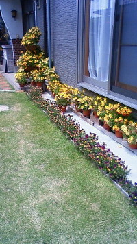 実家の花