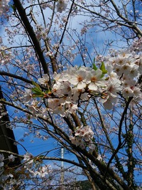 桜咲き　つばめの子舞う　鵜戸の空