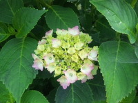 色づき始めた紫陽花